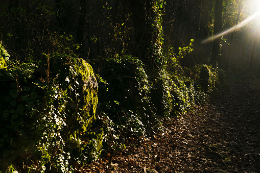 Sunlight shines through the trees illuminating a path in the forest