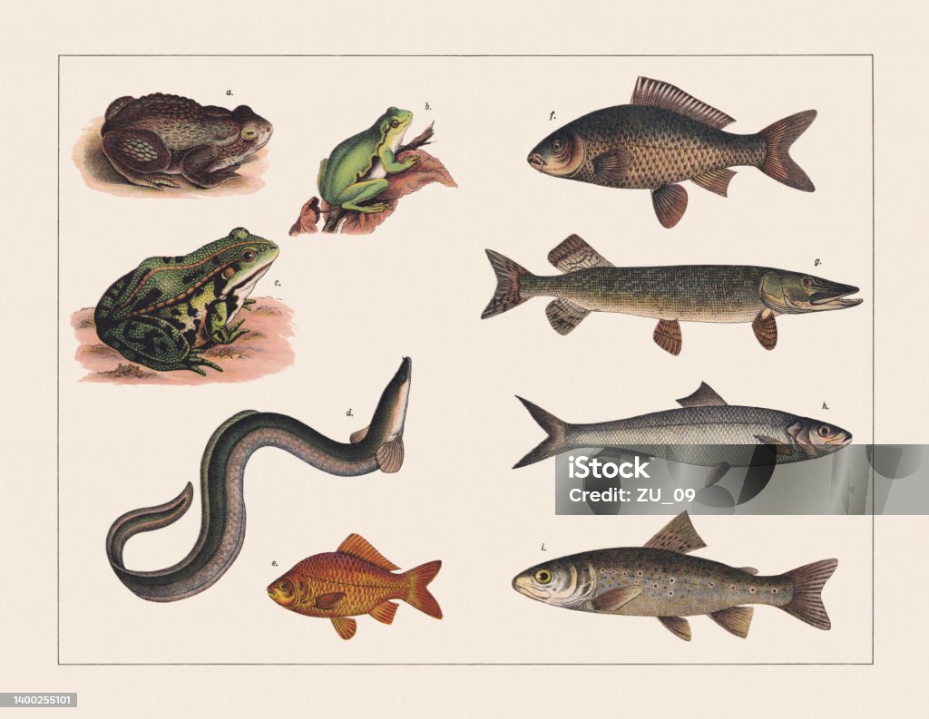 Amphibians and fish, chromolithograph, published in 1891 Amphibians and fish (Bufonidae, Hylidae, Ranidae, Anguillidae, Cyprinidae, Esocidae, Clupeidae, Salmonidae): a) European toad (Bufo bufo); b) European tree frog (Hyla arborea); c) Edible frog, or water frog (Pelophylax kl. esculentus); d) European eel (Anguilla anguilla); e) Goldfish (Carassius auratus); f) Eurasian carp (Cyprinus carpio); g) Northern pike (Esox lucius); h) Atlantic herring (Clupea harengus); i) River trout (Salmo trutta fario). Chromolithograph, published in 1891. Frog stock illustration