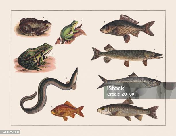 Amphibians And Fish Chromolithograph Published In 1891 Stock Illustration - Download Image Now