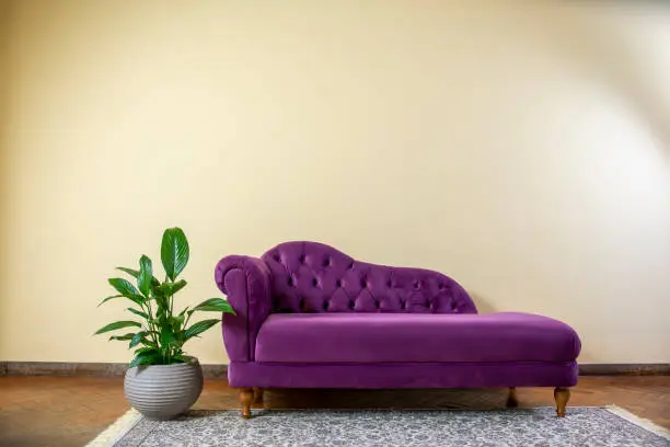 Photo of Recamier with green potted plant in retro room. Antique purple sofa in living room with rug, chaise longue in a light yellow wall