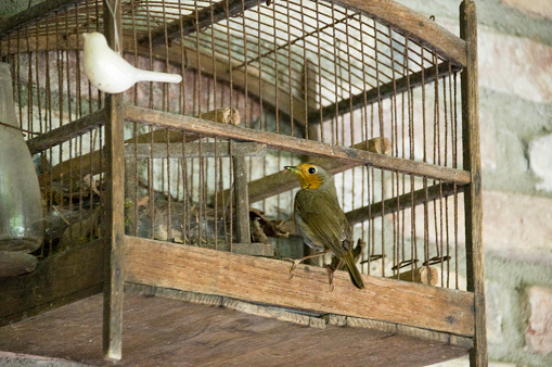 Robin bird busy with feeding here chicks