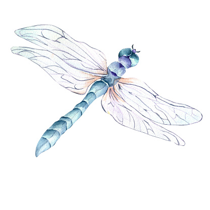 Meadow dragonfly watercolor illustration on white background. transparent wings, colorful insect hand painted. Design element isolated for greeting cards, fabric, wrapping, tableware, textile, T-shirt.