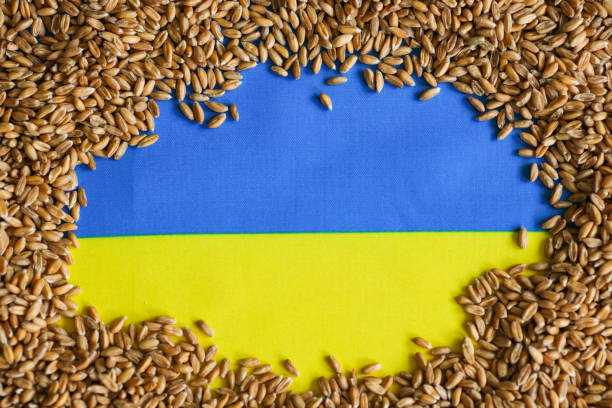 istock Flag of Ukraine in cereal grain. 1400256728