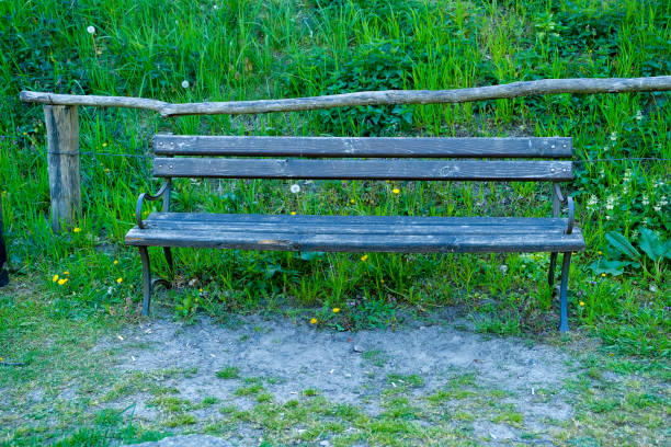 Bench in the summer park with old trees and footpath . bench in the forest