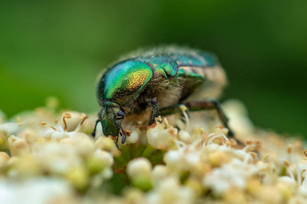 istock Rose Chafer. Cetonia Aurata or metallic beetle eats pollen on white flowers 1400257316