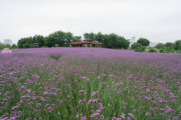 istock Willow Verbena in the Park 1400258650