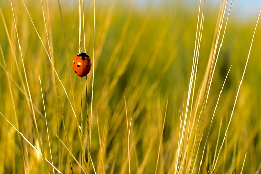 Close-up of a lady bug sitting on a blade of grass.