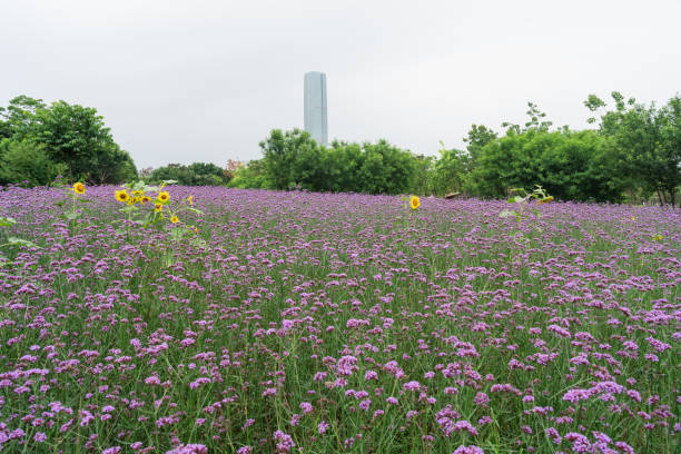 istock Willow Verbena in the Park 1400258934