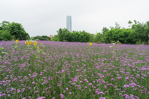 Yellow and orange cosmos flowers with high-rise buildings of Shiodome area of Tokyo.