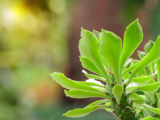 istock abstract green nature blur background 1400259701