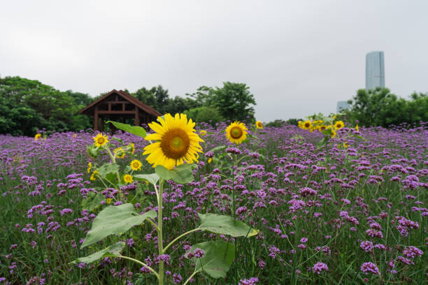 Willow Verbena in cloudy weather