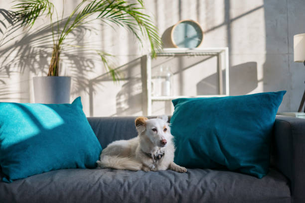 cane sdraiato su un divano nel soggiorno - pampered pets foto e immagini stock