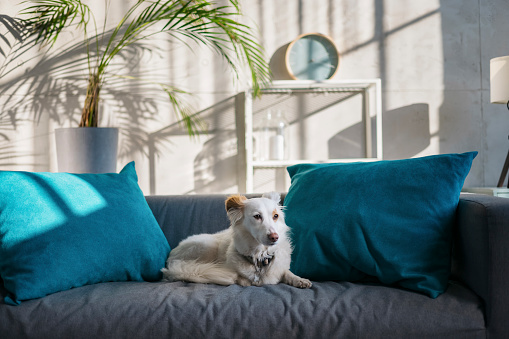 Cute little dog lying on a sofa in a stylish interior design of living room with modern furniture, no people