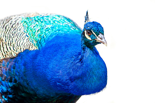 Macro shot of peacock's face
