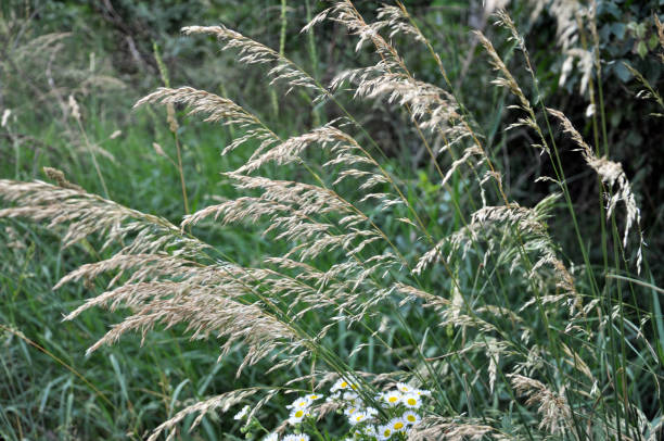 in the meadow among grasses grows ryegrass (arrhenatherum elatius). - provender imagens e fotografias de stock