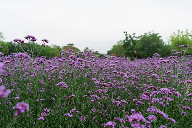 istock Willow Verbena in the Park 1400261051
