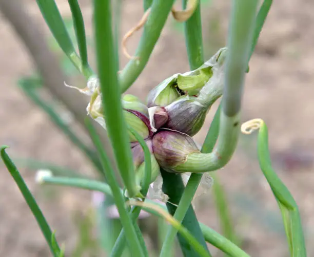 Photo of The garden grows multi-tiered onions