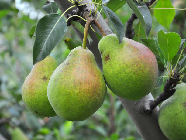 istock Pears ripen on the tree branch. 1400261106