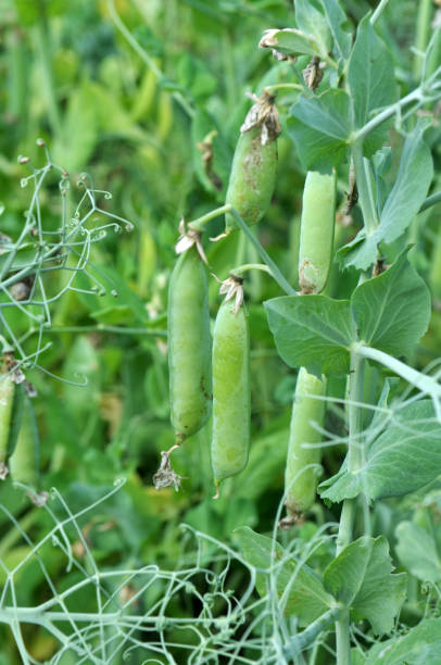 istock Peas ripen on a green bush 1400261113
