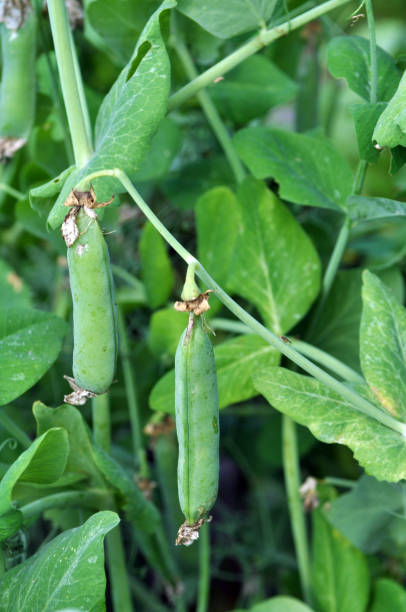 istock Peas ripen on a green bush 1400261158
