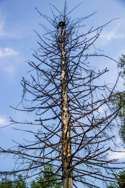 a dead spruce tree with no leaves in nature on cloudy background