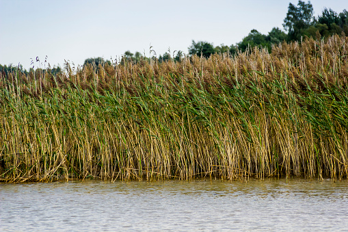 close-up of a long row of giant reed (arundo donax) beds in along water