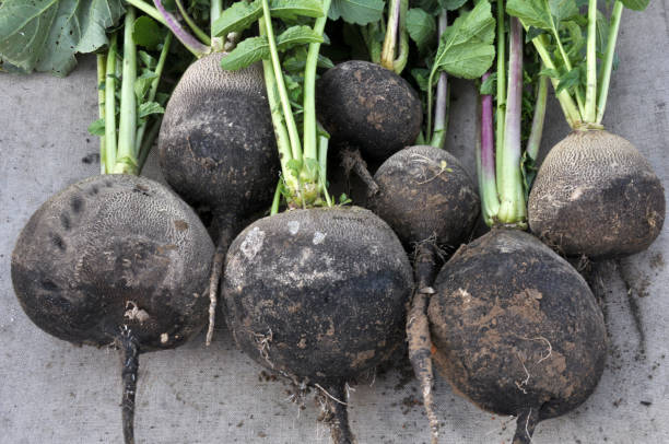 istock Collected from the ground black winter radish 1400261478