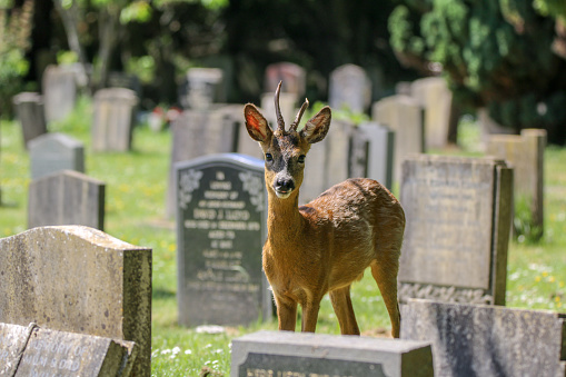 One of a family of roe deer that live in a cemetery