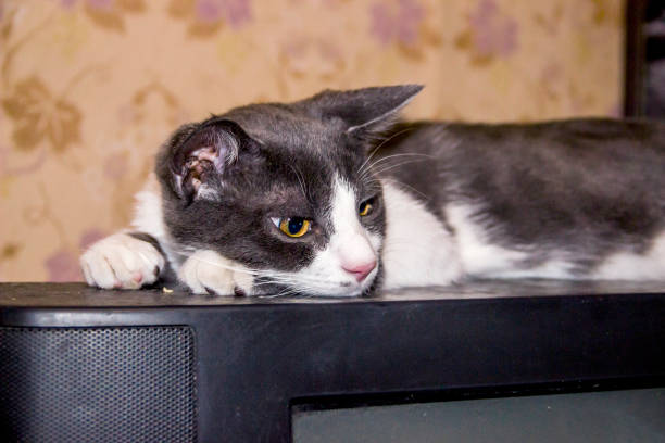 close-up of a grey and white young cat laying on old tv