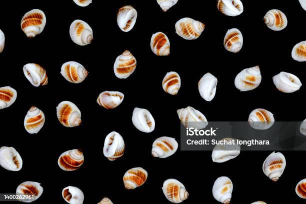 Shell Upper View Top View Of White Shells From Different Angles Stock Photo - Download ...