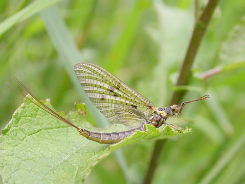 Mayflies (also known as shadflies or fishflies in Canada and the upper Midwestern U.S.; also up-winged flies in the United Kingdom) are aquatic insects belonging to the order Ephemeroptera. This order is part of an ancient group of insects termed the Palaeoptera, which also contains dragonflies and damselflies. Over 3,000 species of mayfly are known worldwide, grouped into over 400 genera in 42 families.\nImago:\nAdult mayflies, or imagos, are relatively primitive in structure, exhibiting traits that were probably present in the first flying insects. These include long tails and wings that do not fold flat over the abdomen (Source Wikipedia).\n\nThis Picture is made during a long weekend in the South of Belgium in June 2006.