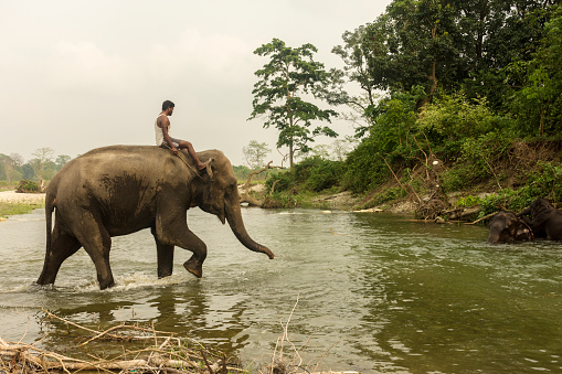 6th April, 2022, Dhupjhora, West Bengal, India: An Asiatic elephants coming to bath at river with his keeper or trainer with selective focus.