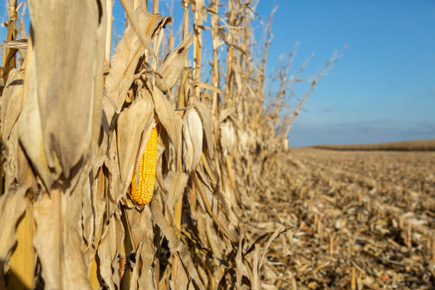 Ear Of Corn in Field Ready to Be Harvested stock photo