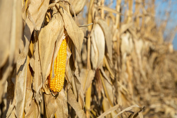 istock Ear Of Corn in Field Ready to Be Harvested 1400265932