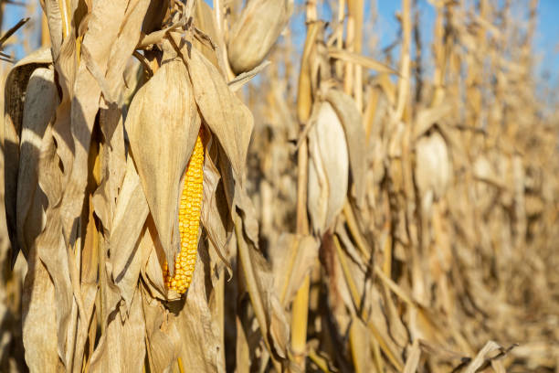 istock Ear Of Corn in Field Ready to Be Harvested 1400265937