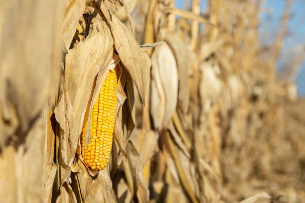 istock Ear Of Corn in Field Ready to Be Harvested 1400265946