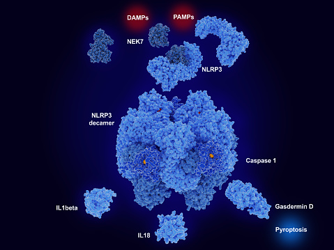 Danger-associated molecular patterns (DAMPs) and pathogen-associated molecular patterns (PAMPs) lead to the activation of the NLRP3 inflammasome which derives in the secretion of pro-inflammatory cytokins by endothel and immune cells and to pyroptosis through gasdermin-D.