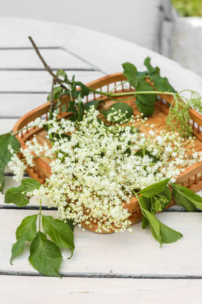 istock Elderflower Blossoms in Basket on rustic table 1400267690