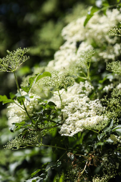 Blossoming Elderflower Bush in bloom on sunny spring day