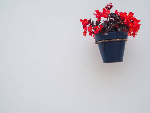 istock Blue pot with plant with botanical name: Begonia semperflorens-cultorum. Commonly called Sugar Flower or Begonia flower 1400267794