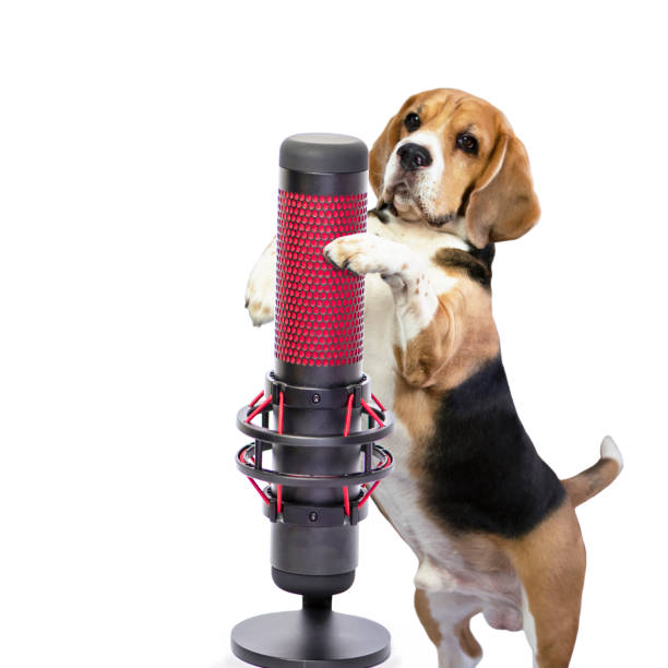 istock funny dog beagle singer sings into a microphone 1400269183