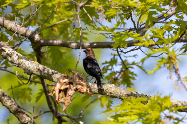 茶色の頭のカウバード(molothrus ater)。 - cowbird ストックフォトと画像