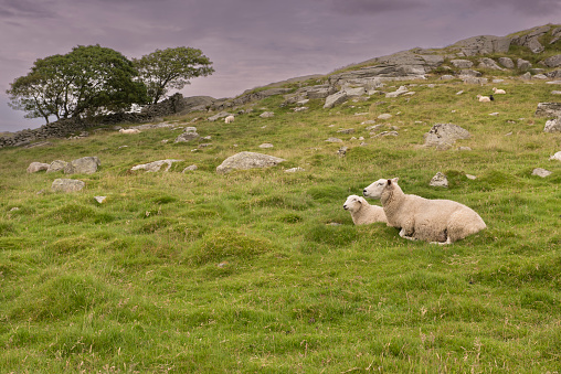 Three sheep grazing in a meadow in the mountains