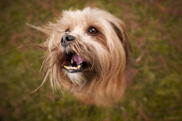 istock Dog aerial view jumping 1400270506