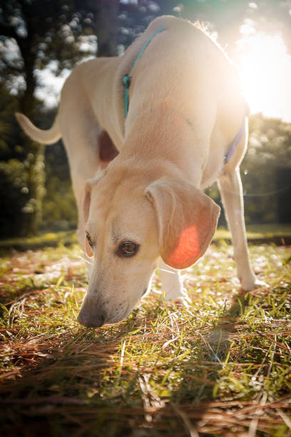 istock Curious dog sniffing the grass 1400270529