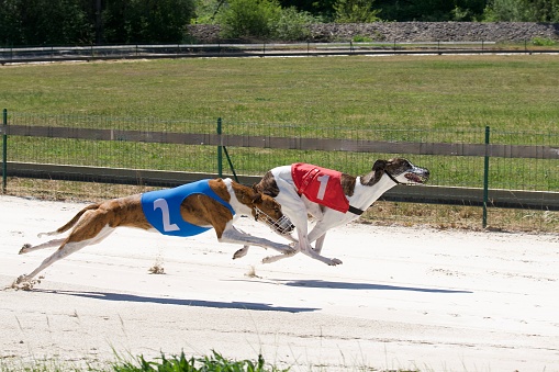Two beautiful profile greyhounds in full extension participating in a race in Chatillon la palud, France