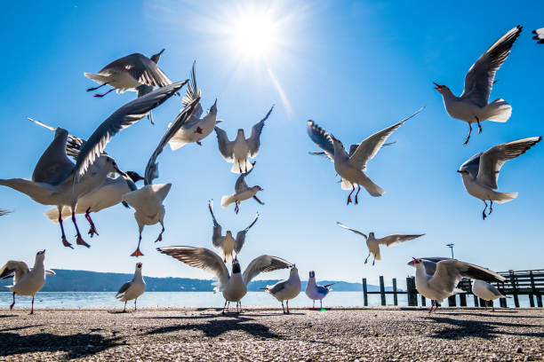 istock seagulls at a lake 1400270869