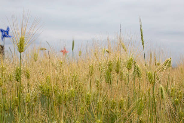 Green Barley Field for natural background