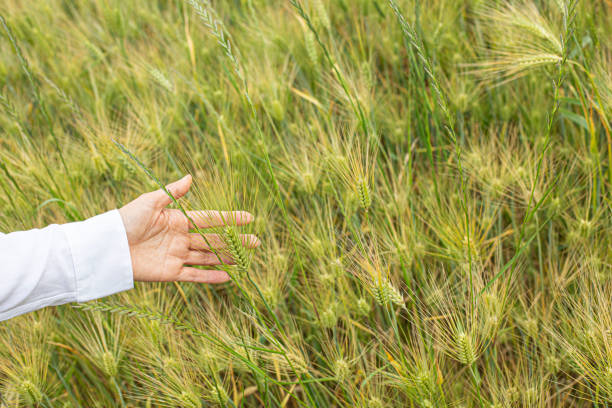 istock Green Barley Field for natural background 1400271512