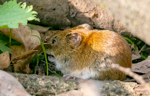 Bank Vole foraging in a woodland through leaf litter, Gosforth Park nature Reserve, Newcastle-upon-Tyne.